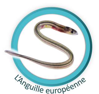 Anguille européenne
