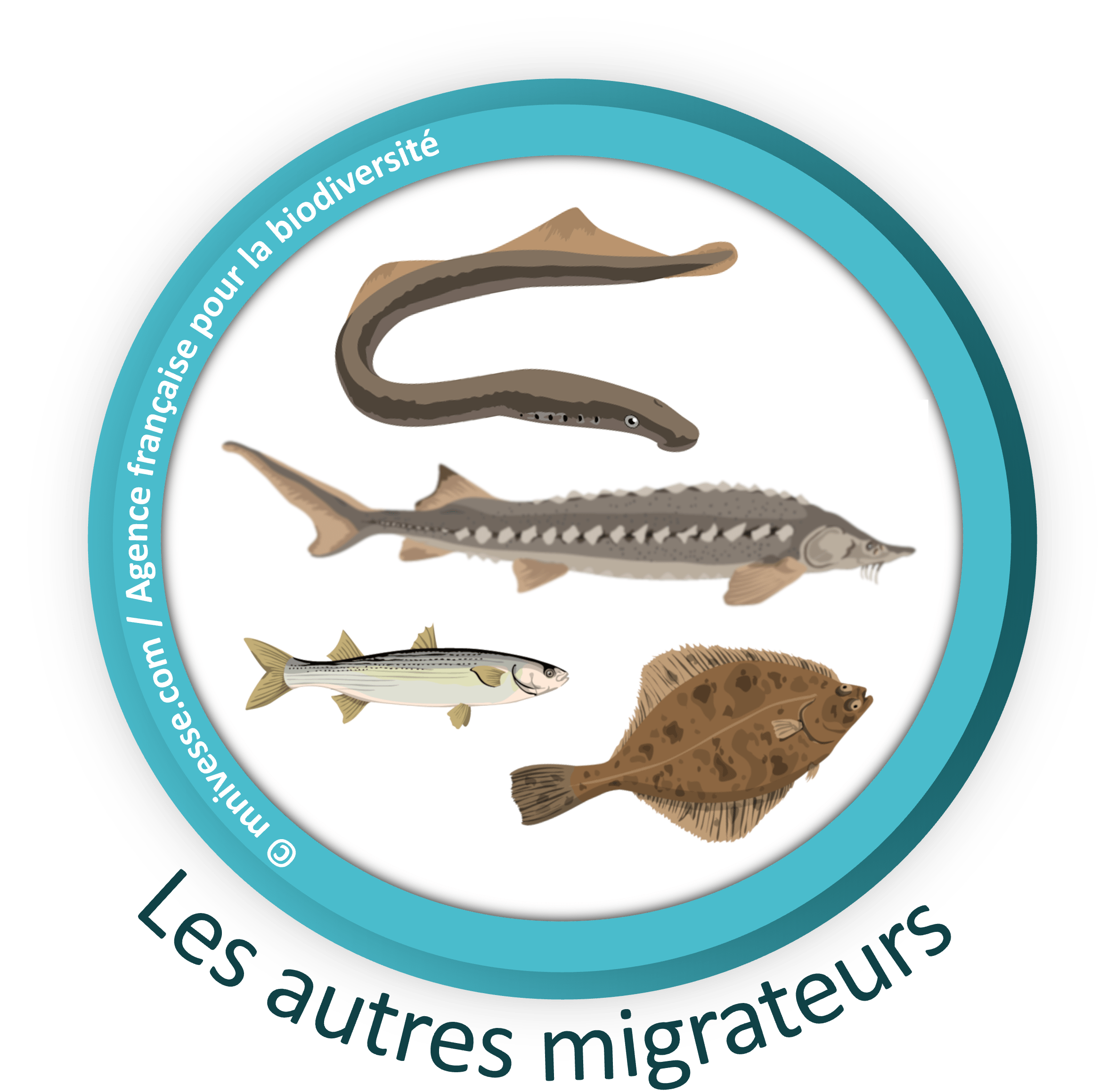 Les Autres espèces de poissons migrateurs du bassin Rhône-Méditerranée